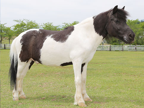 牧歌の里の馬・マッキー