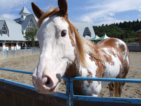 牧歌の里の馬・マーブル