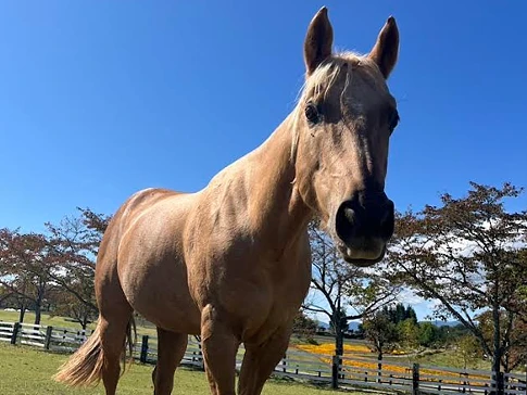 牧歌の里の馬・ロキシー