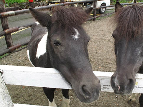 牧歌の里の馬・サリー