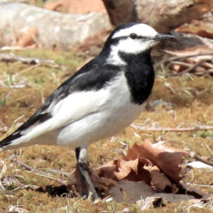 牧歌の里で見られる野鳥「ハクセキレイ」