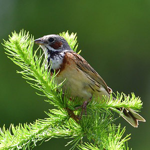 牧歌の里で見られる野鳥「ホオアカ」