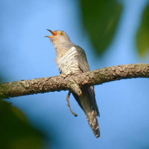 牧歌の里で見られる野鳥「ホトトギス」