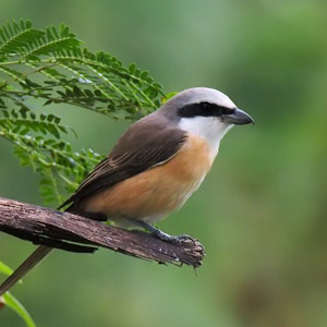 牧歌の里で見られる野鳥「モズ」