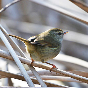 牧歌の里で見られる野鳥「ウグイス」