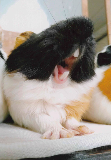 「うたうモルモット」鈴木 里実