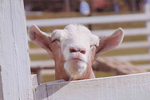 「破顔（はがん）」杉井 きらな