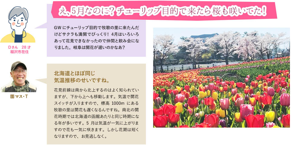 え、5月なのに？チューリップ目的で来たら桜も咲いてた！