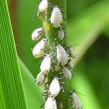 牧歌の里で見られる昆虫「アブラムシの一種」