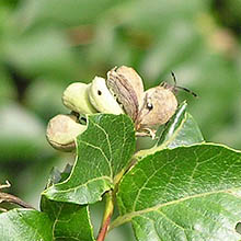 牧歌の里で見られる昆虫「エゴノネコアシ」