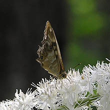 牧歌の里で見られる昆虫「ヒメキマダラヒカゲ」