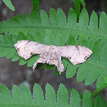 牧歌の里で見られる昆虫「ヒメクロホシフタオ」