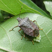 牧歌の里で見られる昆虫「クサギカメムシ」