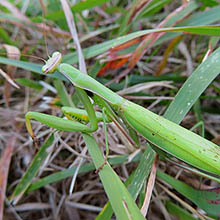 牧歌の里で見られる昆虫「オオカマキリ」