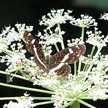 牧歌の里で見られる昆虫「サカハチチョウ(夏型)」