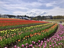 4/25(土)牧歌の里の天気《晴れ》今、見頃です！「チューリップまつり」始まるよ〜♪