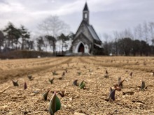 3/18(水)牧歌の里の天気《曇り》今年のチューリップの見頃予想！GWに満開かな？