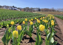 4/16(水)　休園中の牧歌の里　グリーンシーズンまであと2日