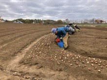 チューリップが咲くまでの物語／秋の畝作りから春の見頃まで