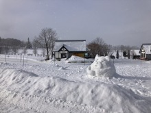 1/23(金)牧歌の里の天気《小雪》仔牛のベビーラッシュ！ジャージー牛のかなでちゃん♡