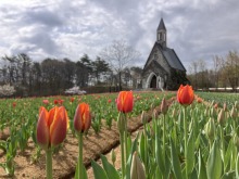4/20(月)牧歌の里の天気《曇り時々晴れ》１分咲きから3分咲き！今シーズンは最速で開花！