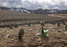 3/23(月)牧歌の里の天気《曇り》チューリップの成長と春の牧場の仲間たち♡
