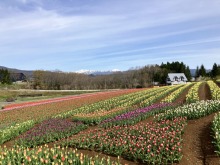 4/24(金)牧歌の里の天気《晴れ》チューリップ畑5分咲き！満開のチューリップ畑は間近です♪