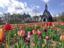 4/26(日)牧歌の里の天気《晴れ》「チューリップまつり」初日から見頃ピーク♪