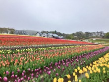 5/1(金)牧歌の里の天気《雨》いよいよ明日からGW本番！ちょうど見頃のチューリップ畑！