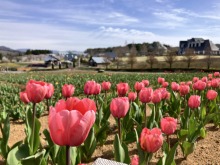 4/19(日)牧歌の里の天気《晴れ》暖かい気温とともにチューリップが咲き始め！ただいま一分咲き♪