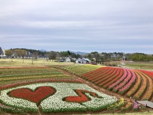 4/29(水)牧歌の里の天気《曇り》今年のチューリップの見頃ピークはGW最終日までになりそうです！お早めに♪