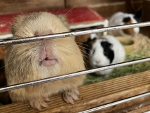 3/20(金)牧歌の里の天気《晴れ時々曇り》動物とのふれあいでほっこり♡