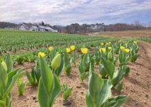 4/14(火)　休園中の牧歌の里　グリーンシーズンまであと４日