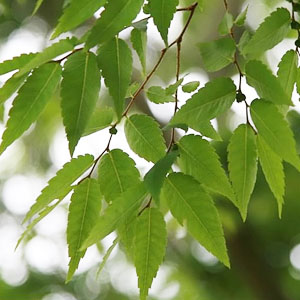 牧歌の里で見られる野鳥「ケヤキ」