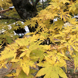 牧歌の里で見られる野鳥「ヤマモミジ」