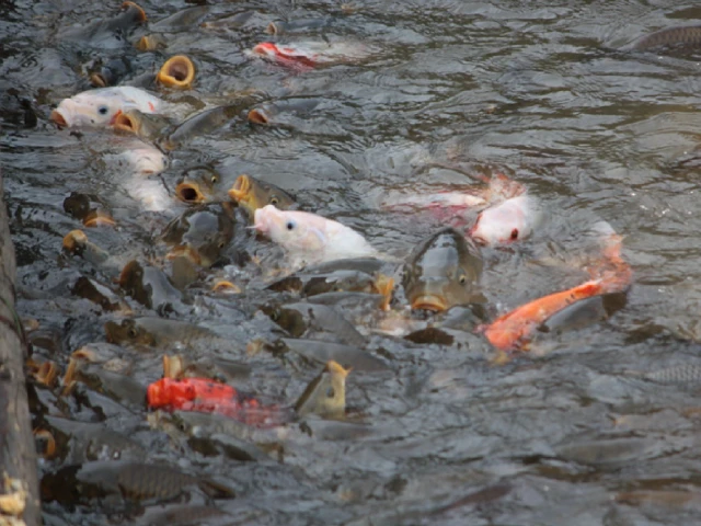 鯉が泳ぐ池